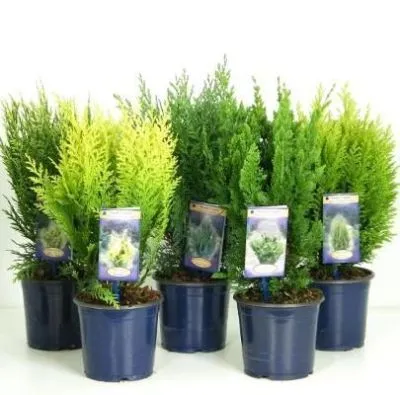 Хвойный микс 12/40 (РОС); Россия фото в интернет-магазине Флоранж