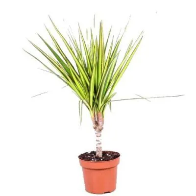 Драцена Марджината Санрей 17/60 1ств. фото в интернет-магазине Флоранж