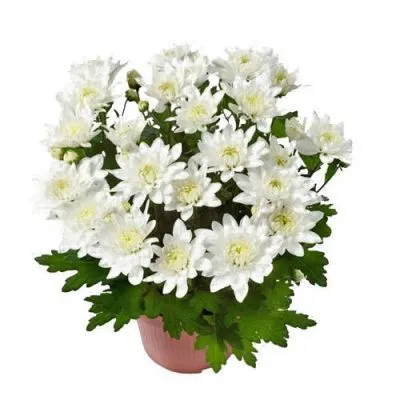 Хризантема кустовая Дабл вайт 12/30 фото в интернет-магазине Флоранж