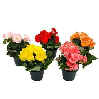 Бегония микс 13/25 (РОС)