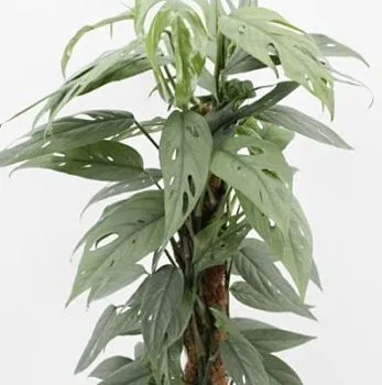 Эпипремнум Себу Блу 12/20