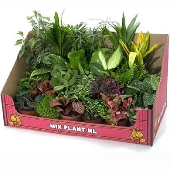 Плант Микс 08/35