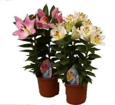 Лилия Ориент Микс 19/60 фото в интернет-магазине Флоранж
