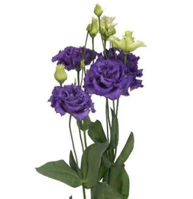 эустома  Алисса Блу фото в интернет-магазине Флоранж