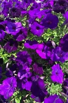 Петуния гибридная Пендолино Блю (цветной пакет) 5шт; Поиск