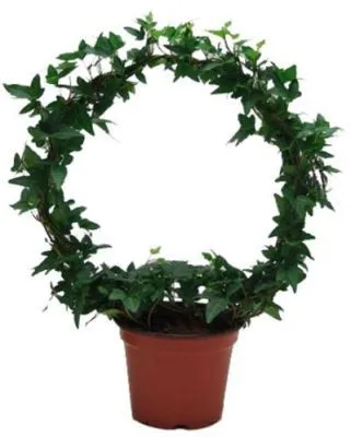 Хедера Шамрок 12/40 фото в интернет-магазине Флоранж