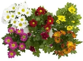 Хризантема кустовая Маргарита Микс 13/30