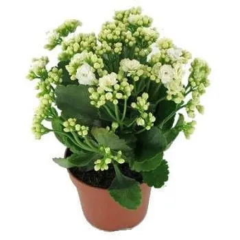 Каланхое Вайт 12/25