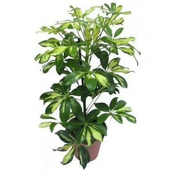 Шефлера Герда 13/30