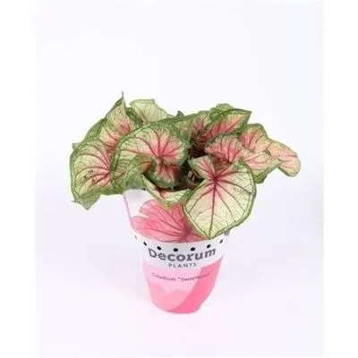 Каладиум Микс 12/30 фото в интернет-магазине Флоранж