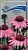 Рудбекия (Эхинацея) пурпурная Розовая (цветной пакет) 0,1г; Поиск