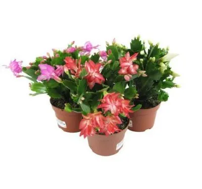 Шлюмбергера Микс 10/20 фото в интернет-магазине Флоранж