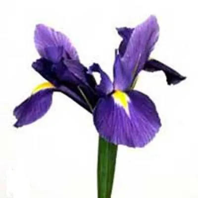 ирис Блу Меджик фото в интернет-магазине Флоранж