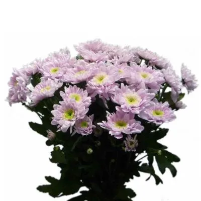 Хризантема кустовая розовая фото в интернет-магазине Флоранж