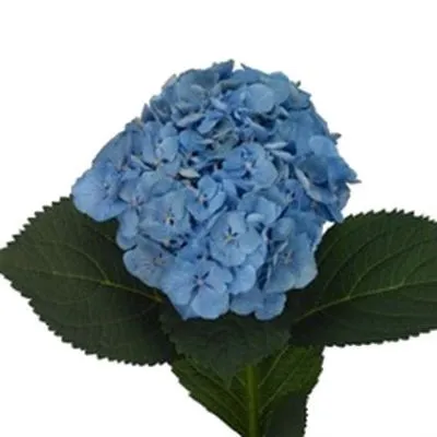 гидрангия Маргарита Блау фото в интернет-магазине Флоранж