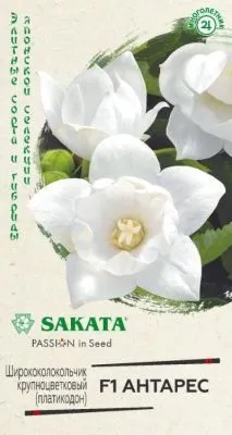 Ширококолокольчик крупноцветковый (Платикодон) Антарес F1 (цветной пакет) 4шт; Гавриш фото в интернет-магазине Флоранж