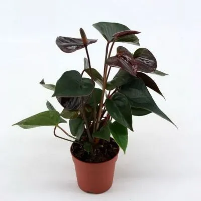 Антуриум андр. Блэк Лав 09/30 Акция фото в интернет-магазине Флоранж