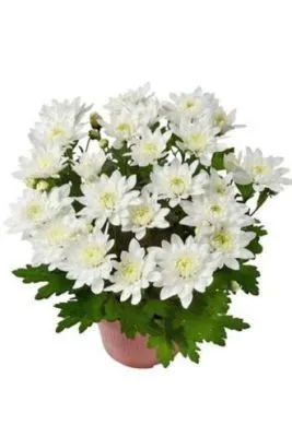 Хризантема кустовая пинк 12/25