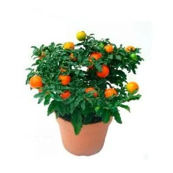 Соланиум Псевдокапсикум 13/30