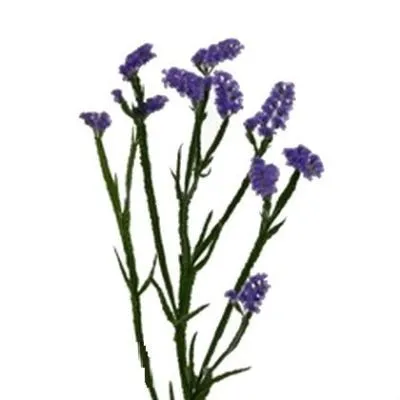 статица Лила сан Бердс фото в интернет-магазине Флоранж