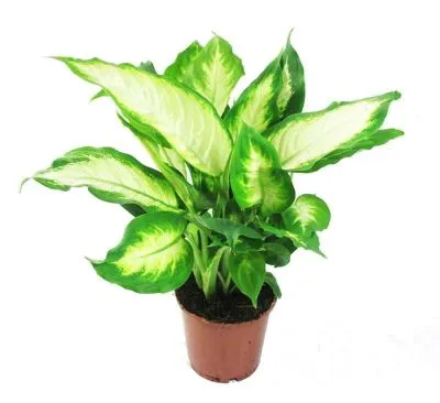 Диффенбахия Камилла 25/60 фото в интернет-магазине Флоранж