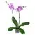 Фаленопсис микс 12/50 2 ств сиреневый фото в интернет-магазине Флоранж