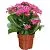Каланхое Пурпл 12/25