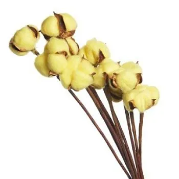 Набор хлопка на вставке 30-40см, 10шт в уп, желтый