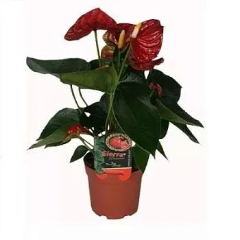 Антуриум Сиерра Ред 14/50