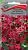 Петуния ампельная Лавина пурпурная F1 (цветной пакет) 10шт; Поиск