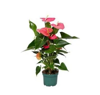 Антуриум Майне 14/50