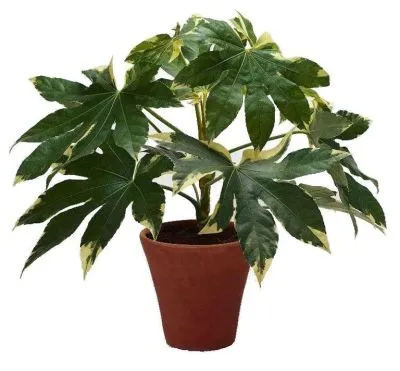 Фатсия Вариегата 14/40 фото в интернет-магазине Флоранж