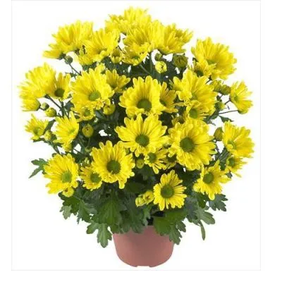 Хризантема кустовая Маргарита Йеллоу 13/30 фото в интернет-магазине Флоранж