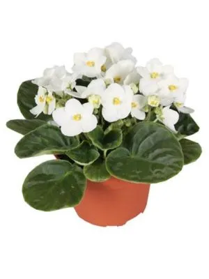 Сениполия Вайт 12/20 фото в интернет-магазине Флоранж