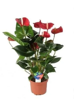 Антуриум Мадурал 14/50 фото в интернет-магазине Флоранж