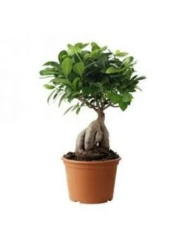 Фикус Микрокарпа 12/30