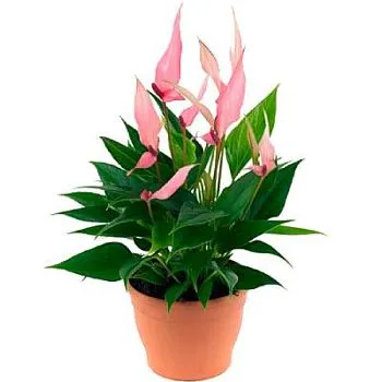 Антуриум Лилли 07/20