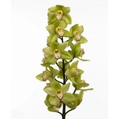 цимбидиум Мелисса фото в интернет-магазине Флоранж