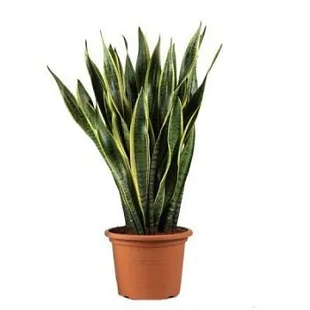 Сансевиерия Лауренти 19/65