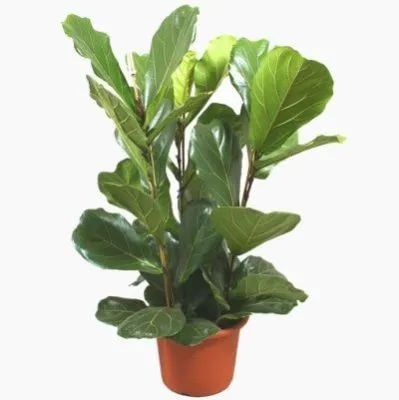 Фикус Лирата Бомбино 24/120 фото в интернет-магазине Флоранж