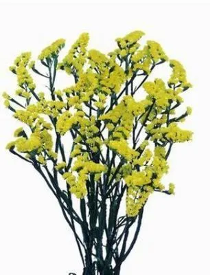 статица Йеллоу Сан Бердз фото в интернет-магазине Флоранж