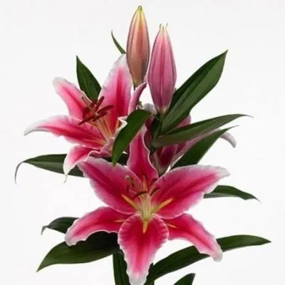 лилия ориентал  Пико фото в интернет-магазине Флоранж