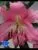 лилия ориентал Замбези фото в интернет-магазине Флоранж лилия ориентал Замбези фото в интернет-магазине Флоранж
