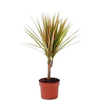 Драцена марджината Биколор 11/40