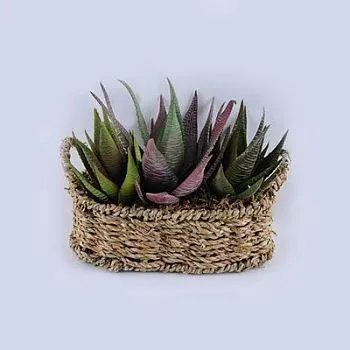 Суккуленты в корзине, 21х16х18 см, зеленый