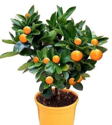Цитрофортунелла Каламондин 21/70 фото в интернет-магазине Флоранж
