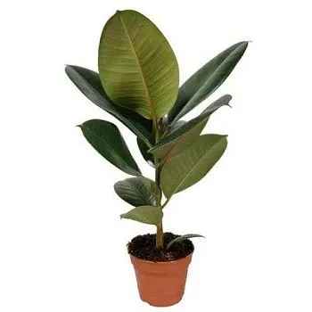 Фикус Эластик Робуста 12/40