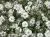 гипсофила Экселенс; Эквадор фото в интернет-магазине Флоранж