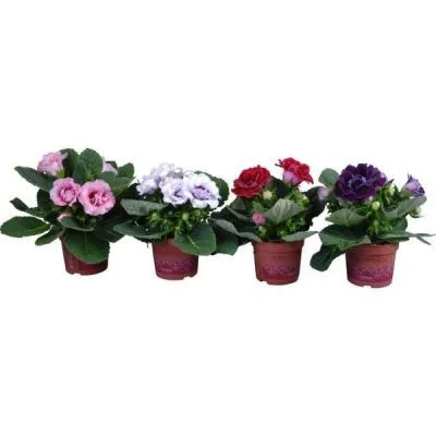 Синингия Микс 12/20 фото в интернет-магазине Флоранж