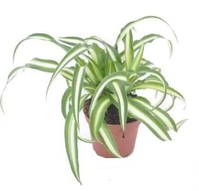 Хлорофитум Атлантик 12/25 фото в интернет-магазине Флоранж